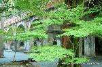  南禅寺の奥山　神明山の紅葉