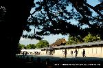 秋季一般公開　京都御所の秋　その1