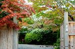 秋の物見遊山 / 紅葉見・観楓