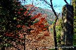 三尾の紅葉　明恵を歩く