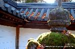 洛外紅葉街道　ドライブ計画