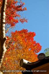 近場で紅葉狩