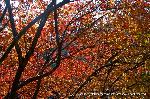 三尾の紅葉　明恵を歩く