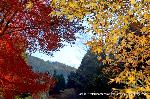 三尾の紅葉　明恵を歩く