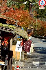 三尾の紅葉　明恵を歩く