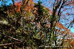 最後の紅葉あれこれ