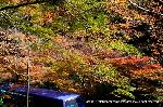 近場で紅葉狩