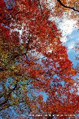 洛外紅葉街道　ドライブ計画