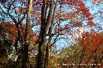 三尾の紅葉　明恵を歩く