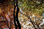 三尾の紅葉　明恵を歩く