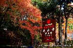 秋の物見遊山 / 紅葉見・観楓