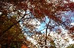 三尾の紅葉　明恵を歩く