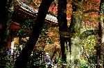 三尾の紅葉　明恵を歩く