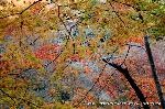 三尾の紅葉　明恵を歩く