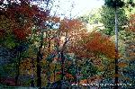 三尾の紅葉　明恵を歩く