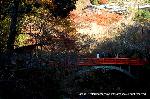 三尾の紅葉　明恵を歩く