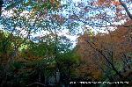 最後の紅葉あれこれ