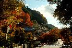 三尾の紅葉　明恵を歩く