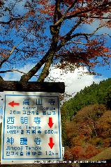 三尾の紅葉　明恵を歩く