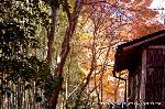 三尾の紅葉　明恵を歩く