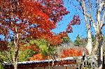 洛外紅葉街道　ドライブ計画