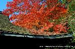 三尾の紅葉　明恵を歩く