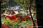 狛龍の伏見神宝神社 : 伏見神宝神社への参道より奥社を見下ろせる