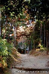狛龍の伏見神宝神社 : 神宝神社への参道
