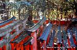 狛龍の伏見神宝神社 : 千本鳥居も見下ろす
