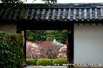 小野小町ゆかりの随心院の観梅会