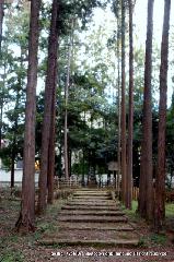 青梅の思い出 : 文塚