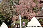 上賀茂神社の櫻