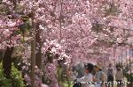 上賀茂神社の櫻