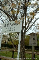 上賀茂神社の櫻 : 馬出の桜　賀茂競馬のスタート地点