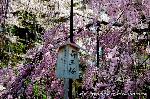 上賀茂神社の櫻 : 斎王桜は桜色