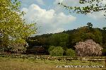 上賀茂神社の櫻 : 埒(らち)と満開の斎王桜に葉桜の御所桜