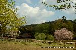 上賀茂神社の櫻