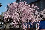 西陣の日蓮宗寺院の櫻　その2