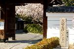 西陣の日蓮宗寺院の櫻　その2 : 小門傍に建つ「尾形光琳墓この寺に在り」の碑
