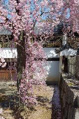 西陣の日蓮宗寺院の櫻　その2