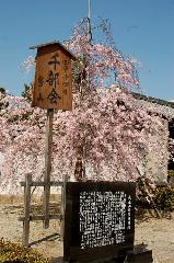 洛中洛外京桜図　一見さんの桜に通の桜　編　その四