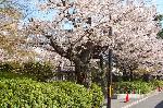 西陣の日蓮宗寺院の櫻　その2