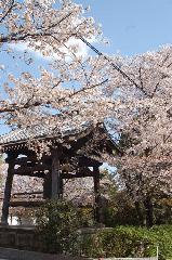 西陣の日蓮宗寺院の櫻　その2 : 五重塔のあった場所に鐘楼が移築されている