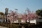 西陣の日蓮宗寺院の櫻　その2