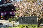 西陣の日蓮宗寺院の櫻　その2 : 花びらを持ち帰ったら、色恋が成就しますねんえ