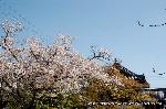 洛中洛外京桜図　一見さんの桜に通の桜　編　その三 : 本堂を塔頭と桜が取り囲んでいる