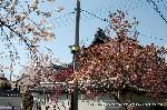 洛中洛外京桜図　一見さんの桜に通の桜　編　その四 : 方丈周辺には、枝垂桜、八重桜、木蓮、妙蓮寺椿と華やかである