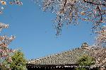 西陣の日蓮宗寺院の櫻　その2 : 境内の桜が本堂を取り囲む