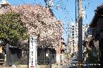西陣の日蓮宗寺院の櫻　その2 : 寺の内通の先に見える南北は堀川通