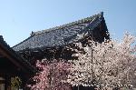 西陣の日蓮宗寺院の櫻　その2